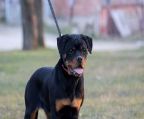 Rottweiler puppies for sale