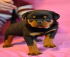 Rottweiler puppies for sale