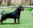 Rottweiler puppies for sale