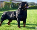 Rottweiler puppies for sale