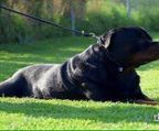 Rottweiler puppies for sale