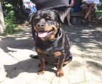 Rottweiler puppies for sale