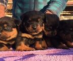 Rottweiler puppies for sale