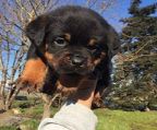 Rottweiler puppies for sale