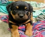 Rottweiler puppies for sale