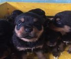 Rottweiler puppies for sale