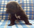 Newfoundland pup for sale