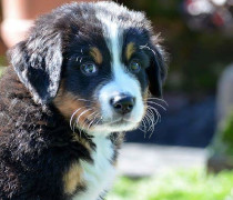 quality pups, New litter ready to go, Some of these puppies will be available to loving forever homes