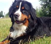 bernese for sale
