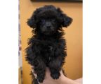 Poodle- Female puppy nsw