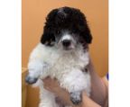 Toy poodle female