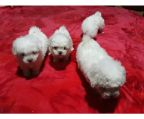 Bolognese puppies for sale, 2 female