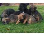 Border terrier puppies, new litter