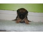 last available puppy breed border terrier
