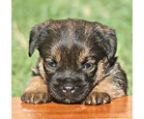  Border Terrier Puppies - Excellent - Available Males