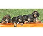 4 Puppies border terrier for sale