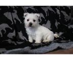 We have available West Highland Terrier puppies for sale, Check out our website below for our available puppies.<br><br>https://championwestiepups.com/available_puppies