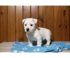 We have available West Highland Terrier puppies for sale