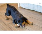 we′ve been breeding quality Rottweiler puppies since 2001