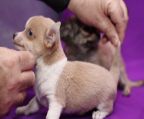 gorgeous tiny puppies from pedigree parents<br>