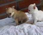 mini pups