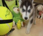4-month-old White and the black Siberian husky boy and girl need to be rehomed very good with kids and other dogs well behaved and trained.<br><br>