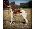 We have an 18-month-old Borzoi that is looking for its forever home. Contact us today to learn more about this beautiful and loving dog.