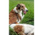 Welcome to our Borzoi puppies kennel! We pride ourselves on raising healthy and happy Borzoi puppies that are ready to become a part of your family. Browse our selection of puppies and reserve yours today.