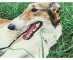 Looking for a Borzoi puppy? Look no further! Our Borzoi puppies are top-quality and come from champion bloodlines. Contact us today to find your new furry companion.