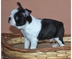 Boston terrier, Excellent, Available  Females