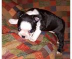 Sell Dogs Boston terrier breed