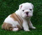 potty trained English bulldog for adoption