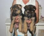 German Shepherd puppies looking for new home