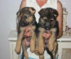 German Shepherd puppies looking for new home German Shepherd puppies looking for new home Adorable German Shepherd puppies looking for a beautiful 