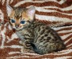 Male and Female Bengal Kittens.