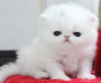 persian kittens for sale