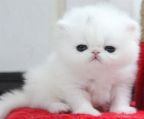 Persian kittens for adoption. 