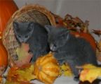 Good temperaments Russian blue kittens