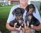 Male and female doberman puppies