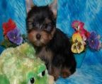 Yorkshire terrier 13 Weeks old, Pure Breed, Potty Trained,