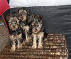 Beautiful yorkies puppies, we have 5 males, registered breeder