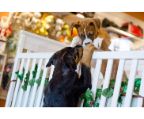 Males Rottweiler pups  3 months $1500