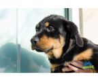ROTTWEILERs two puppies   9 weeks $1500 each one