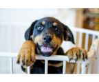 Rottweiler breed 12 weeks  $1600