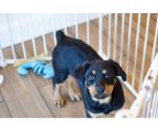 Rottweiler female 4 months  $1750