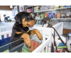 puppy Rottweiler female 6 weeks  $1200