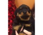 Rottweiler for sale puppy male 9 weeks  $1400