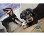 last puppy Rottweiler female 6 weeks  $1300