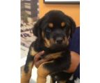 Breed  Rottweiler female 5 weeks  $1250