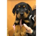 cute puppy rottweiler male 3 months  $1900